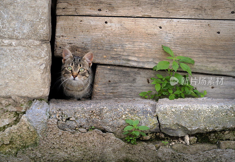 藏猫，Campo di give Abruzzo意大利